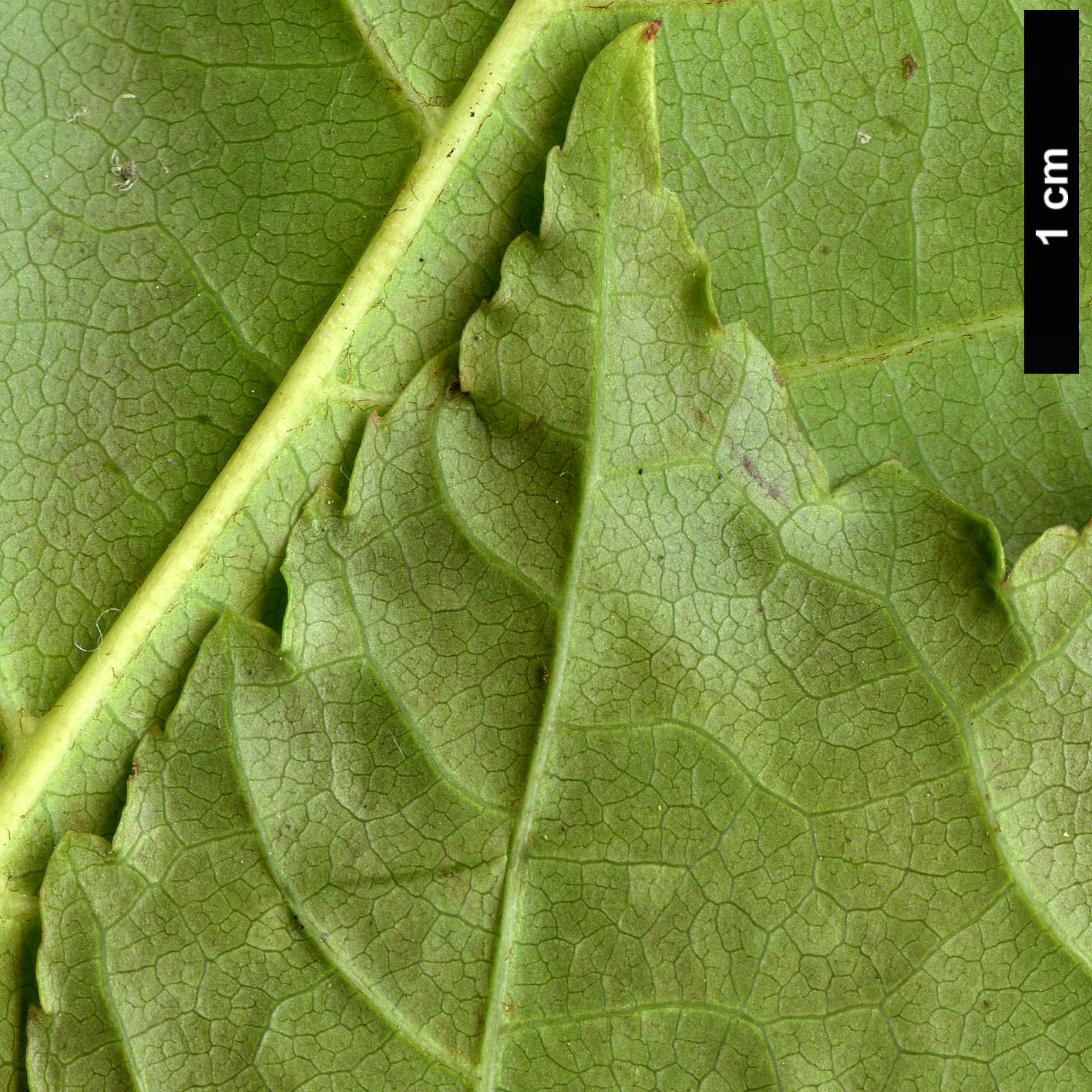 High resolution image: Family: Sapindaceae - Genus: Acer - Taxon: aff. davidii